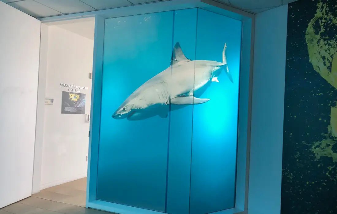 Discovery-Shark-Week_Paley-Center-2019-shark wall-Glow-Exhibitions-Events-Experiences